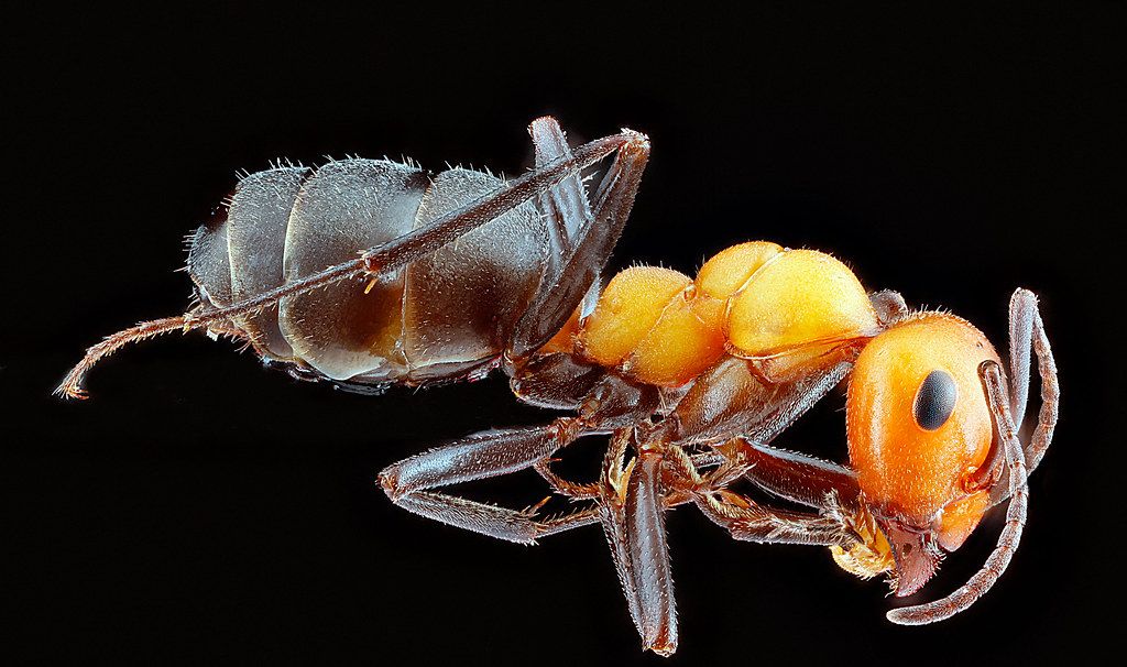 Ant Control service in Cuyahoga Falls, OH