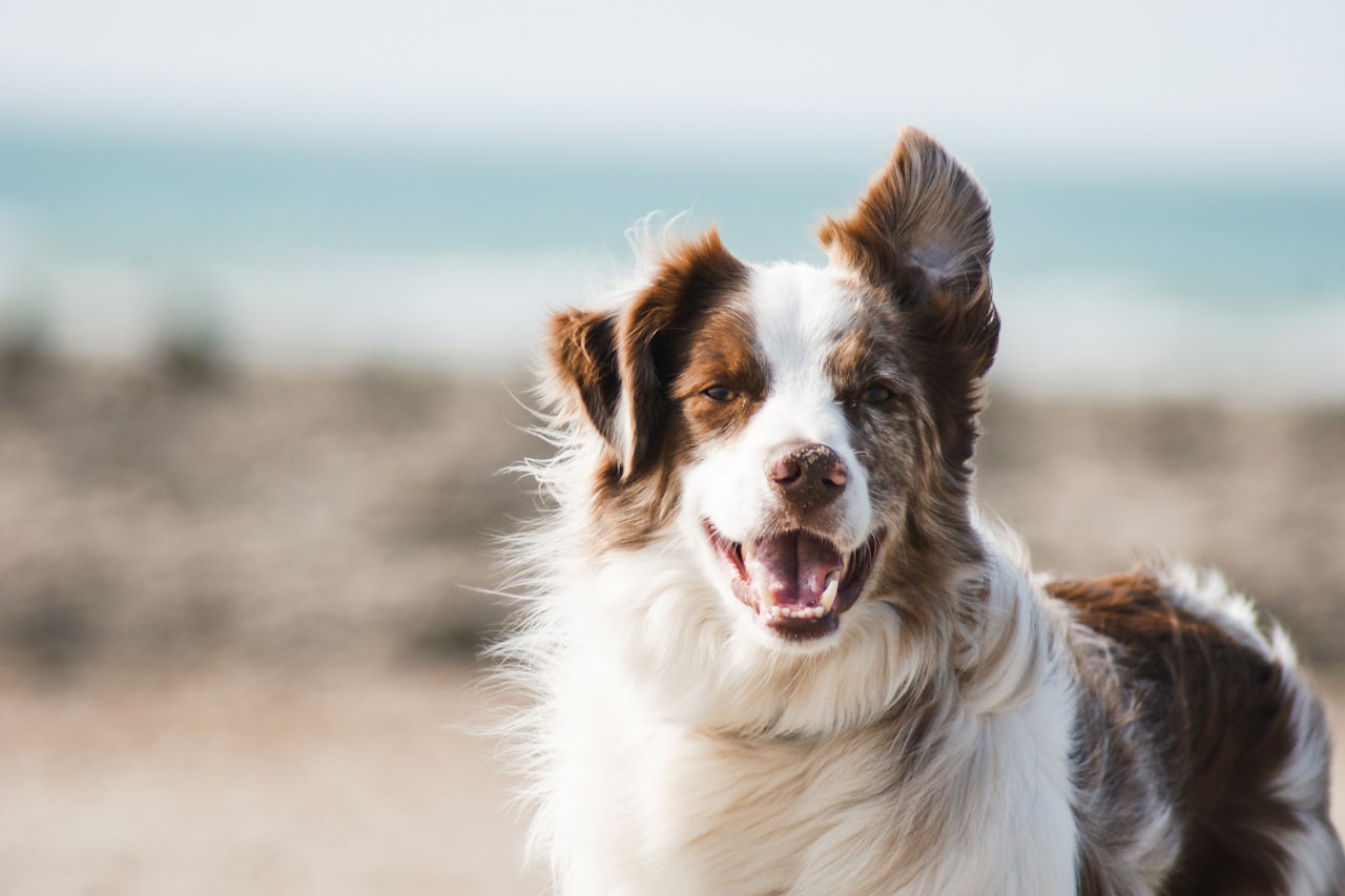 Flea & Tick Control service in Cuyahoga Falls, OH