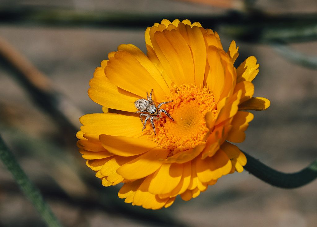 Spider Control service in Cuyahoga Falls, OH